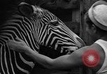 Image animaux de la jungle New York United States USA, 1937, de la seconde 21 séquences d'archives historiques vidéo 65675070576