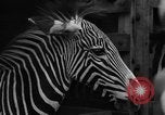Image animaux de la jungle New York United States USA, 1937, de la seconde 22 séquences d'archives historiques vidéo 65675070576