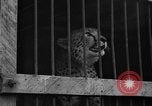 Image animaux de la jungle New York United States USA, 1937, de la seconde 27 séquences d'archives historiques vidéo 65675070576