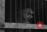 Image animaux de la jungle New York United States USA, 1937, de la seconde 28 séquences d'archives historiques vidéo 65675070576