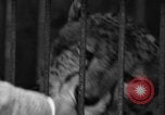 Image animaux de la jungle New York United States USA, 1937, de la seconde 37 séquences d'archives historiques vidéo 65675070576
