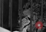 Image animaux de la jungle New York United States USA, 1937, de la seconde 38 séquences d'archives historiques vidéo 65675070576
