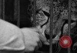 Image animaux de la jungle New York United States USA, 1937, de la seconde 39 séquences d'archives historiques vidéo 65675070576