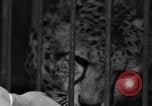 Image animaux de la jungle New York United States USA, 1937, de la seconde 42 séquences d'archives historiques vidéo 65675070576
