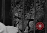 Image animaux de la jungle New York United States USA, 1937, de la seconde 43 séquences d'archives historiques vidéo 65675070576
