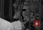 Image animaux de la jungle New York United States USA, 1937, de la seconde 44 séquences d'archives historiques vidéo 65675070576