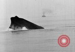 Immagine di Nave canadese Saint Stephen Mare Adriatico, 1918, secondo 47 filmato di repertorio 65675070595