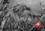 Image of wheat harvested by mule drawn combines United States USA, 1936, second 3 stock footage video 65675070601