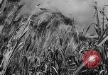 Image of wheat harvested by mule drawn combines United States USA, 1936, second 4 stock footage video 65675070601