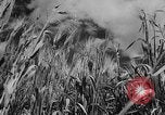 Image of wheat harvested by mule drawn combines United States USA, 1936, second 5 stock footage video 65675070601