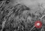 Image of wheat harvested by mule drawn combines United States USA, 1936, second 6 stock footage video 65675070601