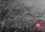 Image of wheat harvested by mule drawn combines United States USA, 1936, second 7 stock footage video 65675070601