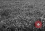 Image of wheat harvested by mule drawn combines United States USA, 1936, second 8 stock footage video 65675070601