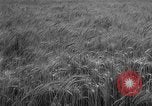 Image of wheat harvested by mule drawn combines United States USA, 1936, second 9 stock footage video 65675070601