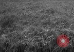 Image of wheat harvested by mule drawn combines United States USA, 1936, second 10 stock footage video 65675070601