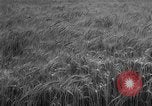 Image of wheat harvested by mule drawn combines United States USA, 1936, second 11 stock footage video 65675070601
