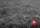 Image of wheat harvested by mule drawn combines United States USA, 1936, second 12 stock footage video 65675070601