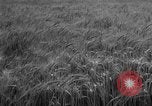 Image of wheat harvested by mule drawn combines United States USA, 1936, second 13 stock footage video 65675070601