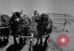 Image of wheat harvested by mule drawn combines United States USA, 1936, second 15 stock footage video 65675070601