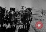 Image of wheat harvested by mule drawn combines United States USA, 1936, second 17 stock footage video 65675070601