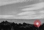 Image of wheat harvested by mule drawn combines United States USA, 1936, second 28 stock footage video 65675070601
