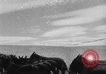 Image of wheat harvested by mule drawn combines United States USA, 1936, second 29 stock footage video 65675070601