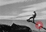 Image of wheat harvested by mule drawn combines United States USA, 1936, second 31 stock footage video 65675070601