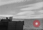 Image of wheat harvested by mule drawn combines United States USA, 1936, second 40 stock footage video 65675070601