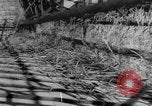 Image of wheat harvested by mule drawn combines United States USA, 1936, second 52 stock footage video 65675070601