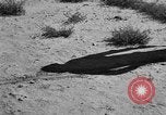 Image of Great Plains United States USA, 1936, second 12 stock footage video 65675070602