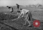 Image of grow vegetables Germany, 1946, second 22 stock footage video 65675070619