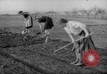 Image of grow vegetables Germany, 1946, second 23 stock footage video 65675070619