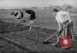 Image of grow vegetables Germany, 1946, second 25 stock footage video 65675070619