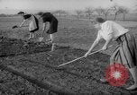 Image of grow vegetables Germany, 1946, second 26 stock footage video 65675070619
