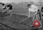 Image of grow vegetables Germany, 1946, second 28 stock footage video 65675070619
