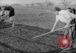 Image of grow vegetables Germany, 1946, second 29 stock footage video 65675070619