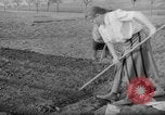 Image of grow vegetables Germany, 1946, second 32 stock footage video 65675070619