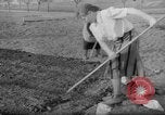 Image of grow vegetables Germany, 1946, second 33 stock footage video 65675070619