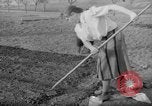 Image of grow vegetables Germany, 1946, second 34 stock footage video 65675070619