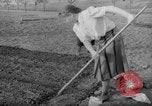 Image of grow vegetables Germany, 1946, second 35 stock footage video 65675070619