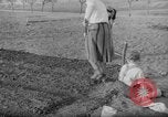 Image of grow vegetables Germany, 1946, second 37 stock footage video 65675070619
