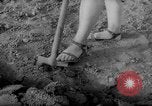 Image of grow vegetables Germany, 1946, second 38 stock footage video 65675070619