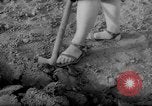 Image of grow vegetables Germany, 1946, second 39 stock footage video 65675070619