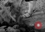 Image of grow vegetables Germany, 1946, second 40 stock footage video 65675070619