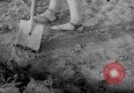 Image of grow vegetables Germany, 1946, second 41 stock footage video 65675070619