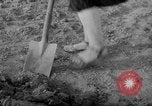 Image of grow vegetables Germany, 1946, second 43 stock footage video 65675070619