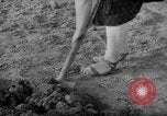 Image of grow vegetables Germany, 1946, second 44 stock footage video 65675070619