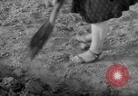 Image of grow vegetables Germany, 1946, second 45 stock footage video 65675070619