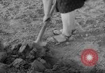 Image of grow vegetables Germany, 1946, second 47 stock footage video 65675070619