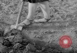 Image of grow vegetables Germany, 1946, second 49 stock footage video 65675070619